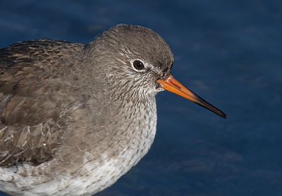 Redshank. 