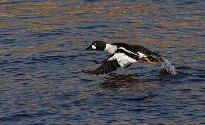 Goldeneye. 
