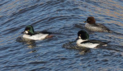 Goldeneye.