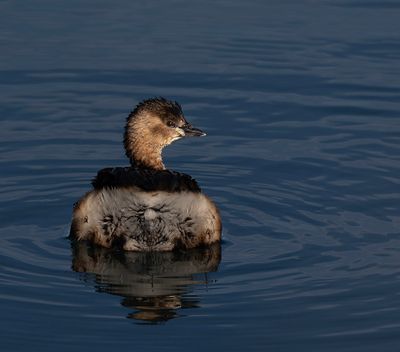 Dabchick. 