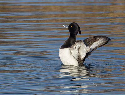 Tufted duck.