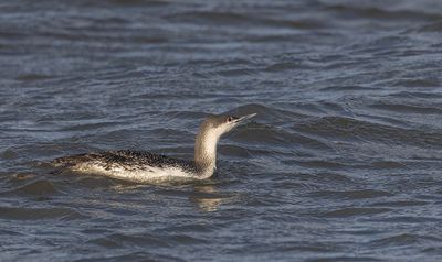 Red-throated diver. 