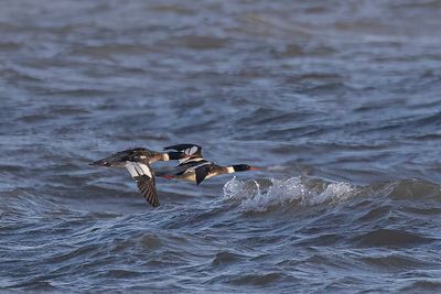 Red-breasted merganser. 