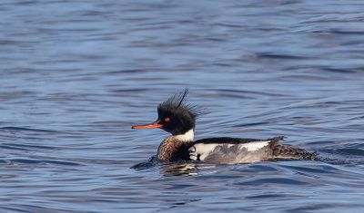 Red-breasted merganser. 