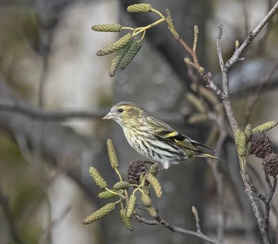 Siskin.
