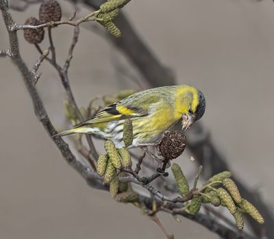 Siskin. 