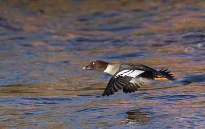 Goldeneye.