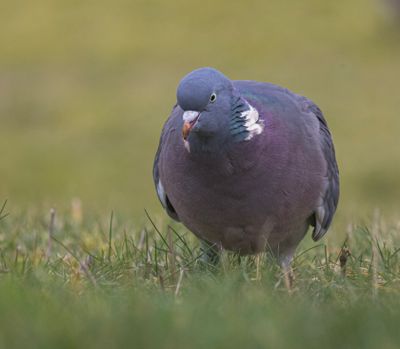 Woodpigeon.