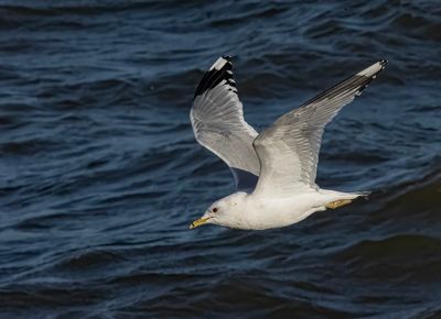 Common gull. 