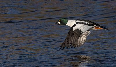 Goldeneye. 