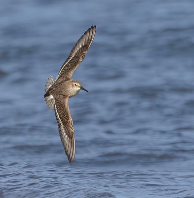 Dunlin. 