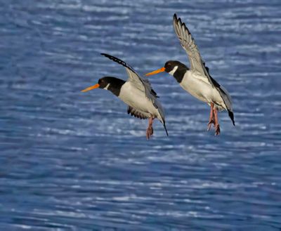 Oystercatcher.