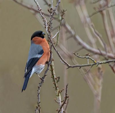 Bullfinch.