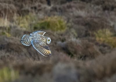 Short-eard Owl.