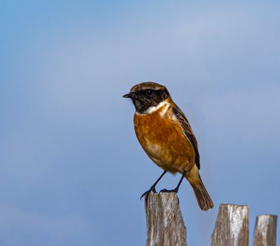 Stonechat.