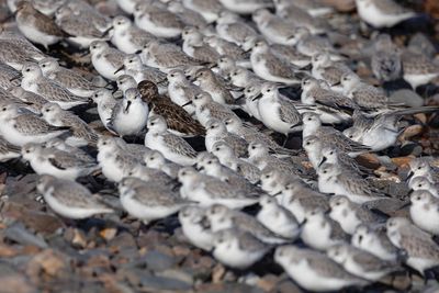 Sanderling.