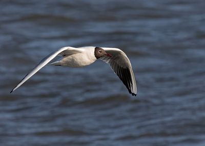 Black-headed gull.