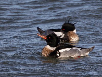 Red-Breasted Merganser.