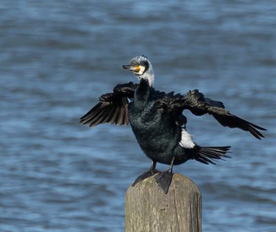 Cormorant. 