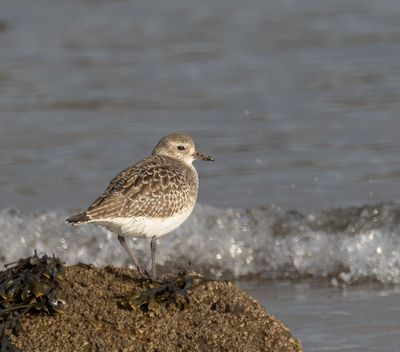 Grey plover.