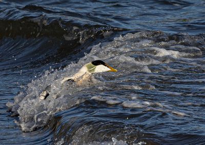 Eider.