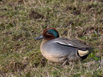 Teal.