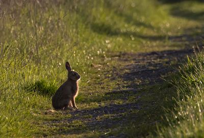Brown Hare. 
