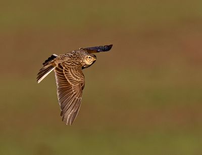 Skylark.