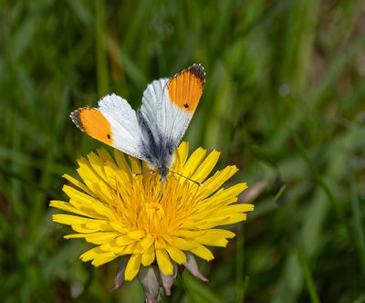 Orange tip.
