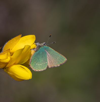 Green Hairstreak.