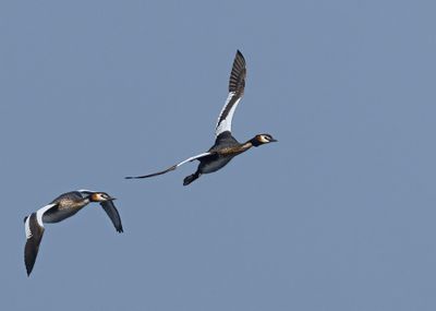 Great-crested grebes.
