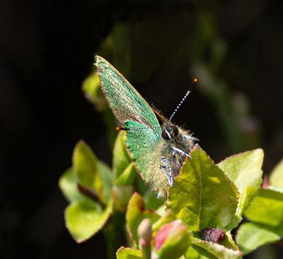 Green hairstreak.