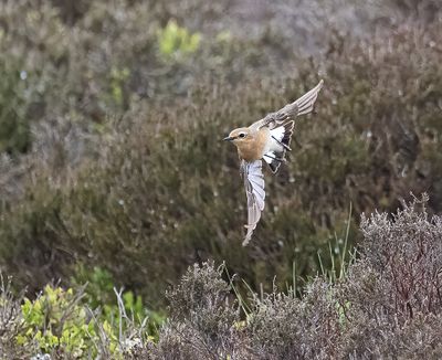 Wheatear.