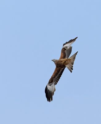 Red Kite. 