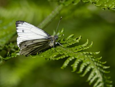 Green-veined white.