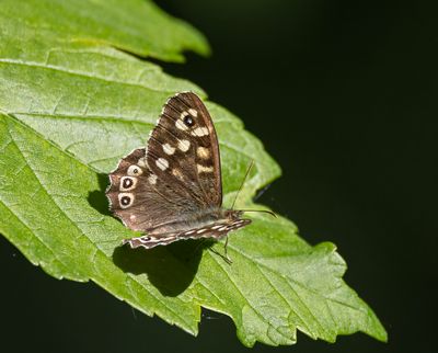 Speckled wood. 