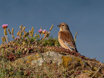 Linnet. 