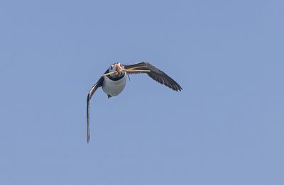 Puffin.