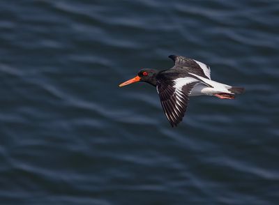Oystercatcher. 