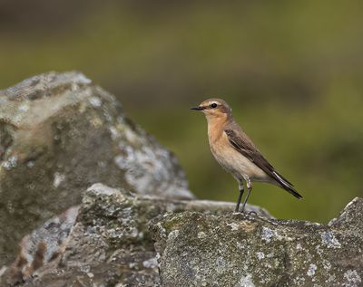 Wheatear. 