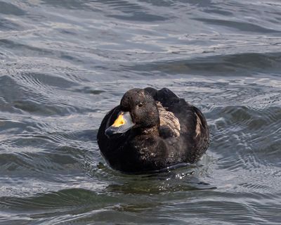 Common Scoter. 