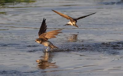 Sandmartins. 
