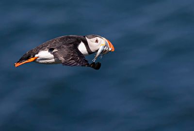 Puffin.