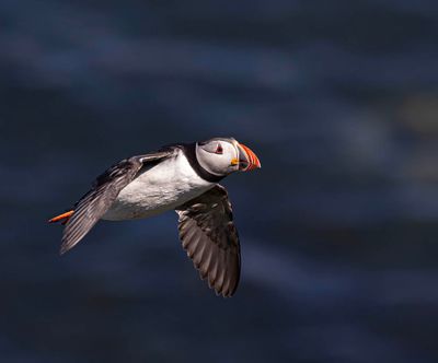 Puffin. 
