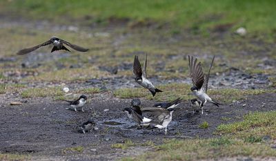 Housemartins. 