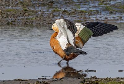 Ruddy shelduck.