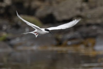 Roseate tern. 