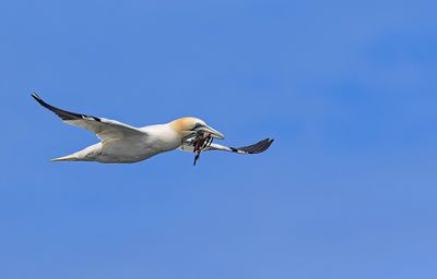 Gannet.