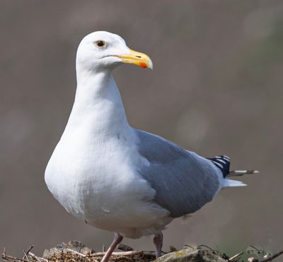 Herring gull.