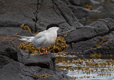 Roseate tern.